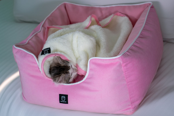 Gatito durmiendo en Lunita