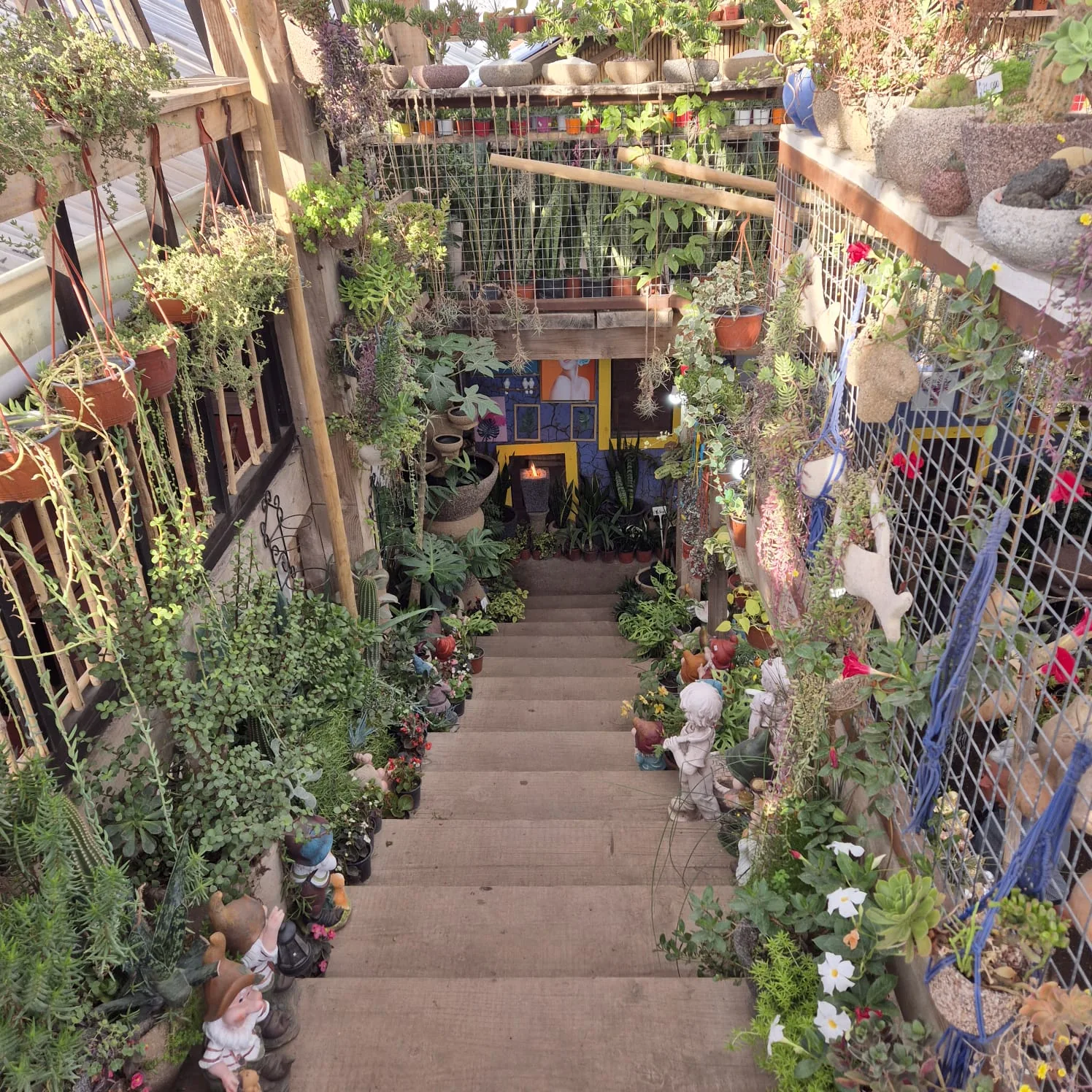 Escalera del negocio rodeada de maceteros, plantas y artesanías