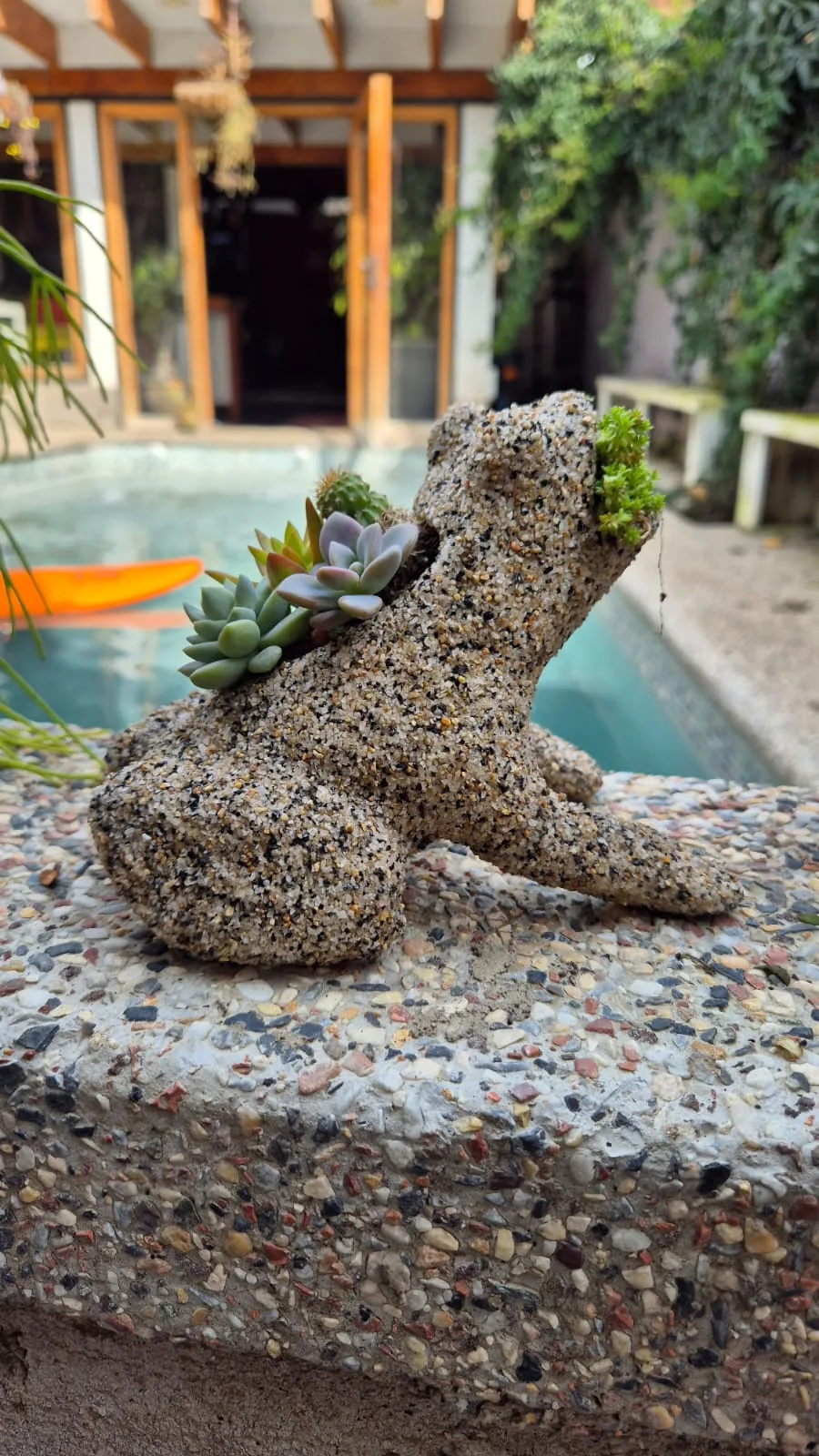 Figura de rana con suculentas y textura de piedra