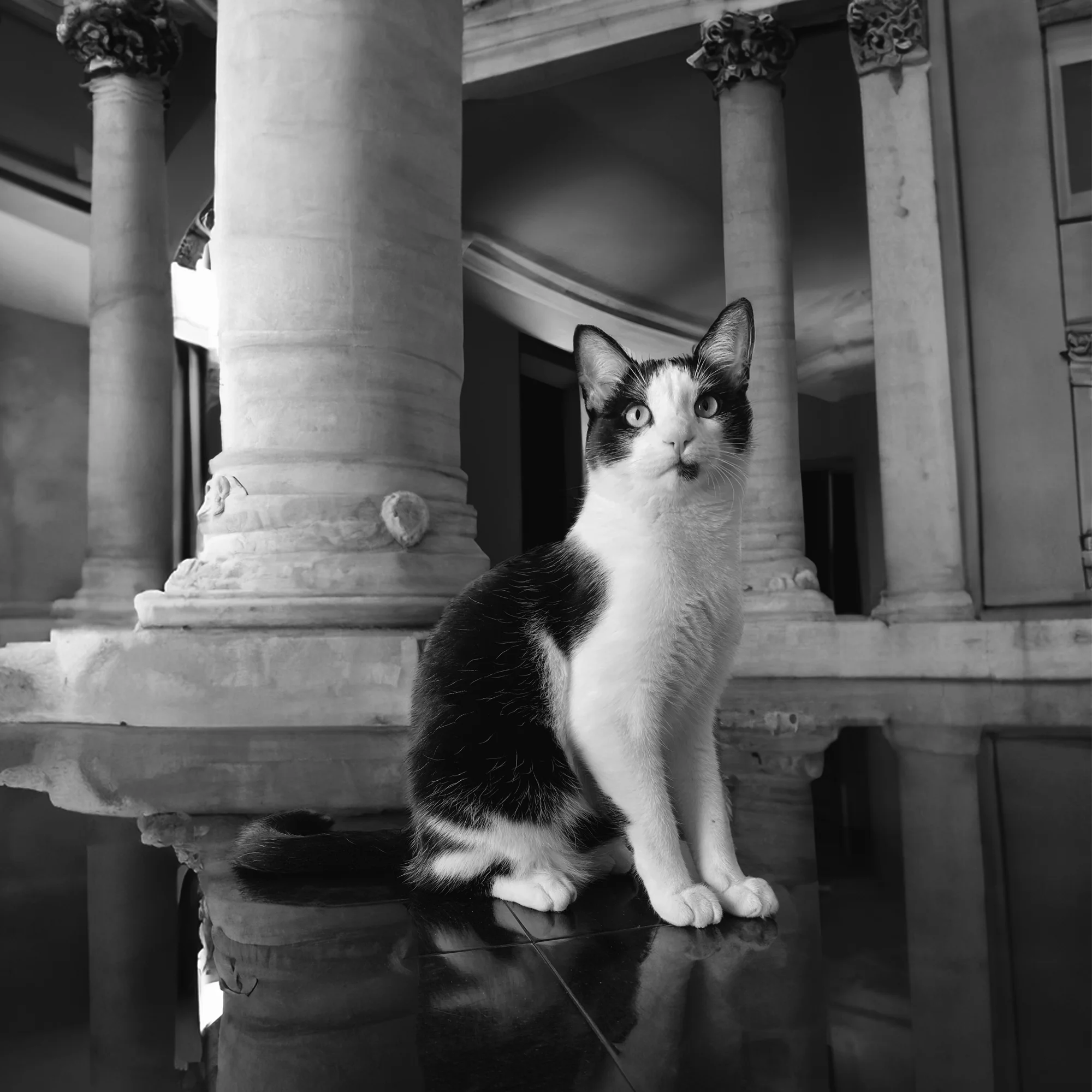 Colores similares o monocromáticos