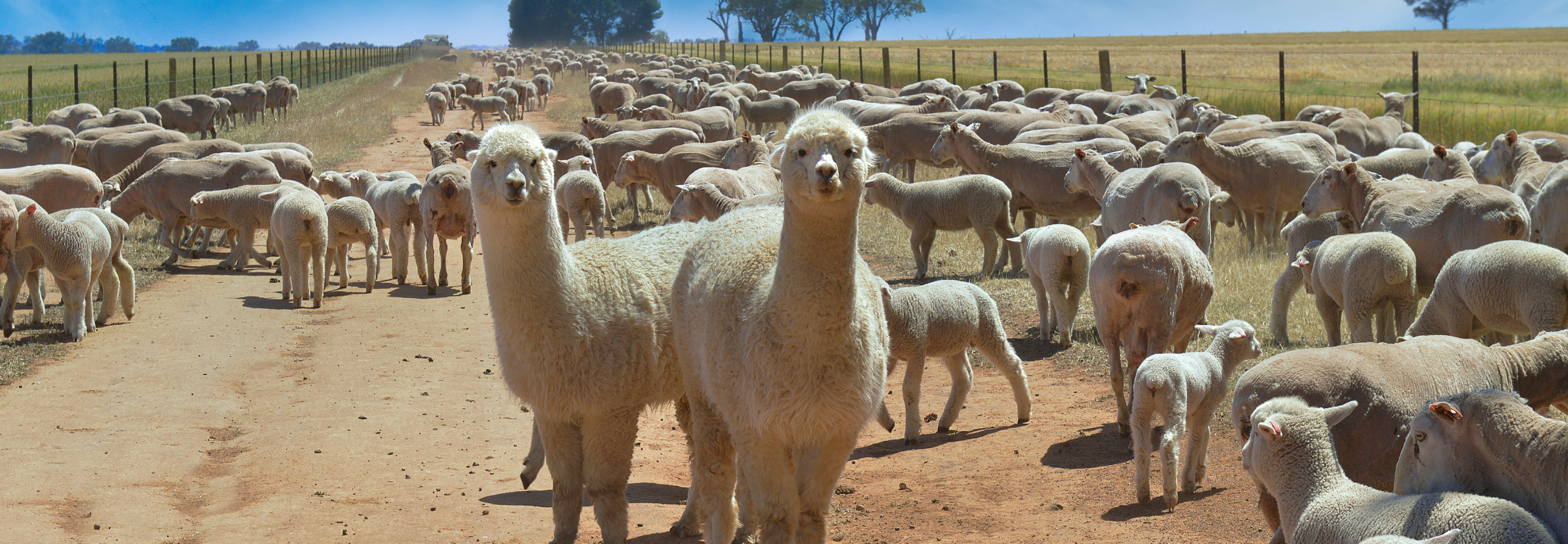 <p style="padding-left:10px;padding-right:10px;padding-top:5px;padding-bottom:5px; border-radius: 10px;background-color: #E7D0BE; color: #793F14;">¡Rebaja de lanzamiento 5% de dcto en TODA la web!</p>