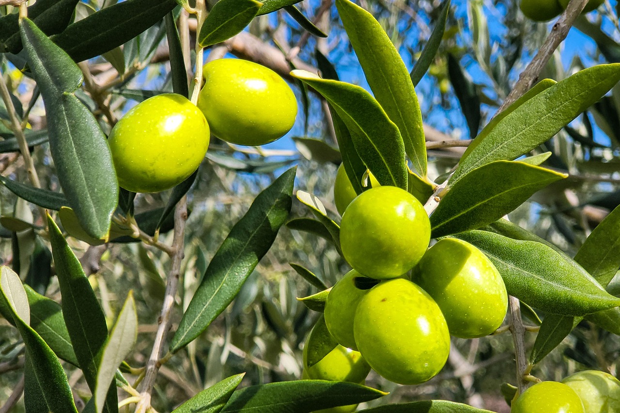 <b>Aceite De Oliva</b><br>
<br>