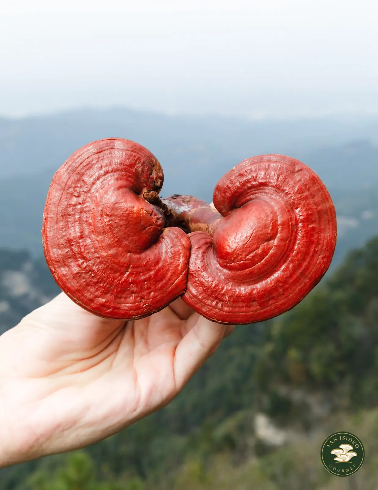 Reishi fresco sostenido en mano San Isidro Gourmet