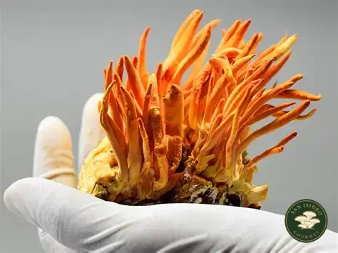 Cordyceps cultivado sostenido en mano San Isidro Gourmet