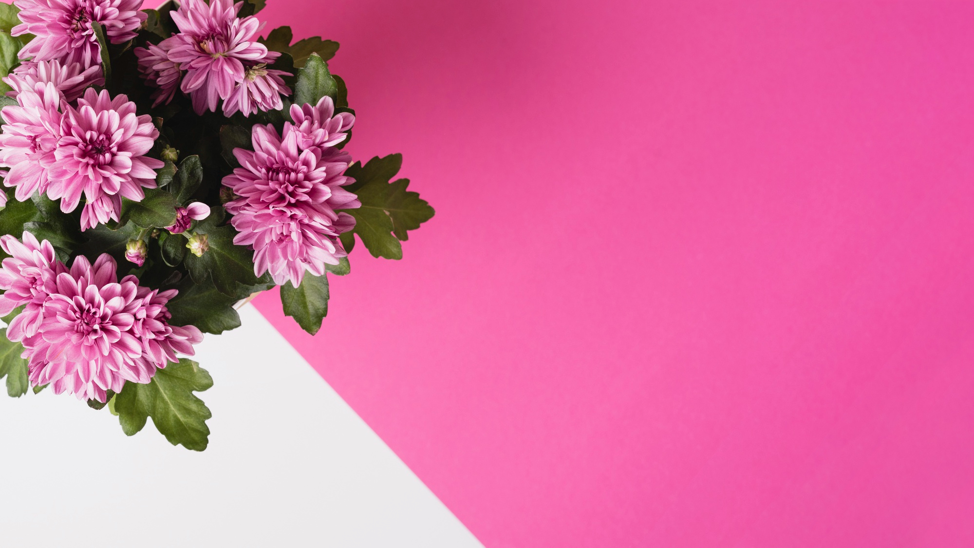 Celebra la belleza en cada momento