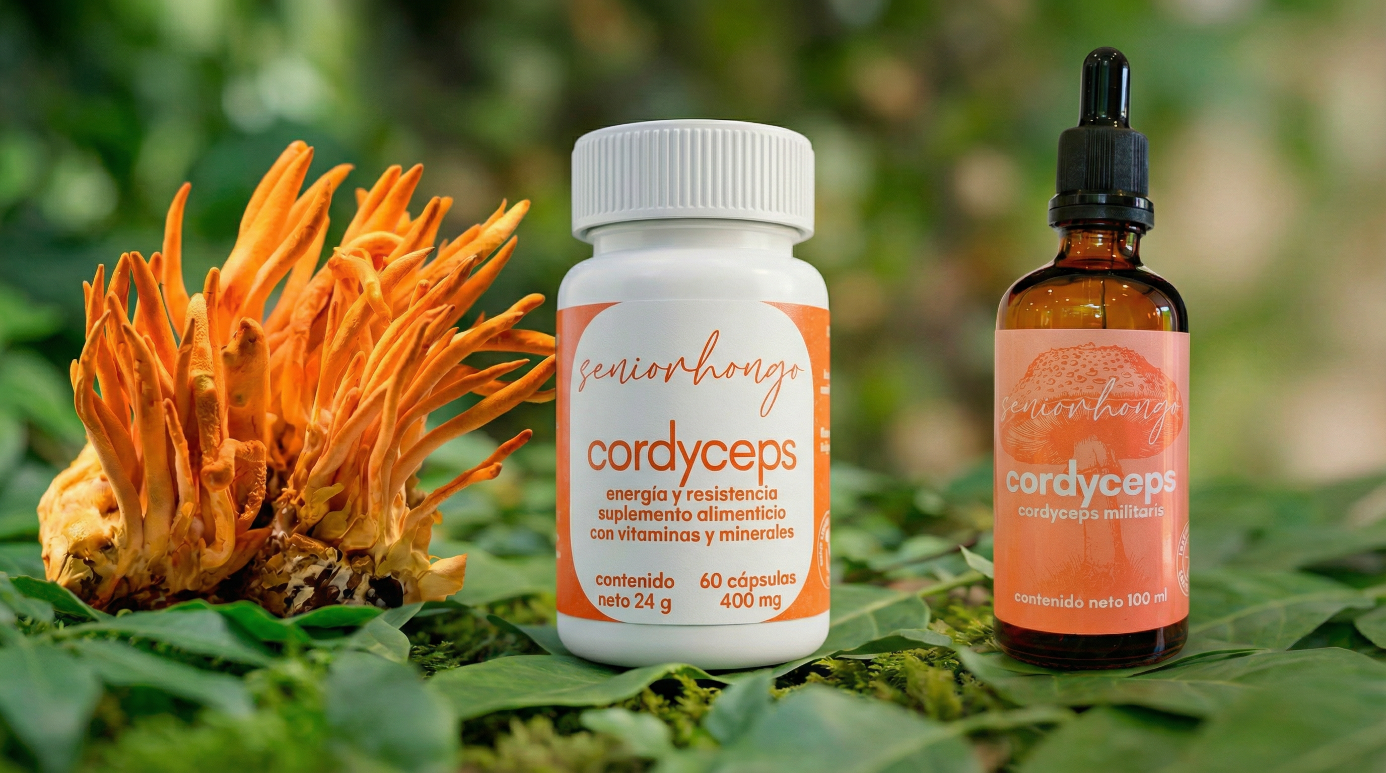 Sumérgete en el mundo de los hongos funcionales