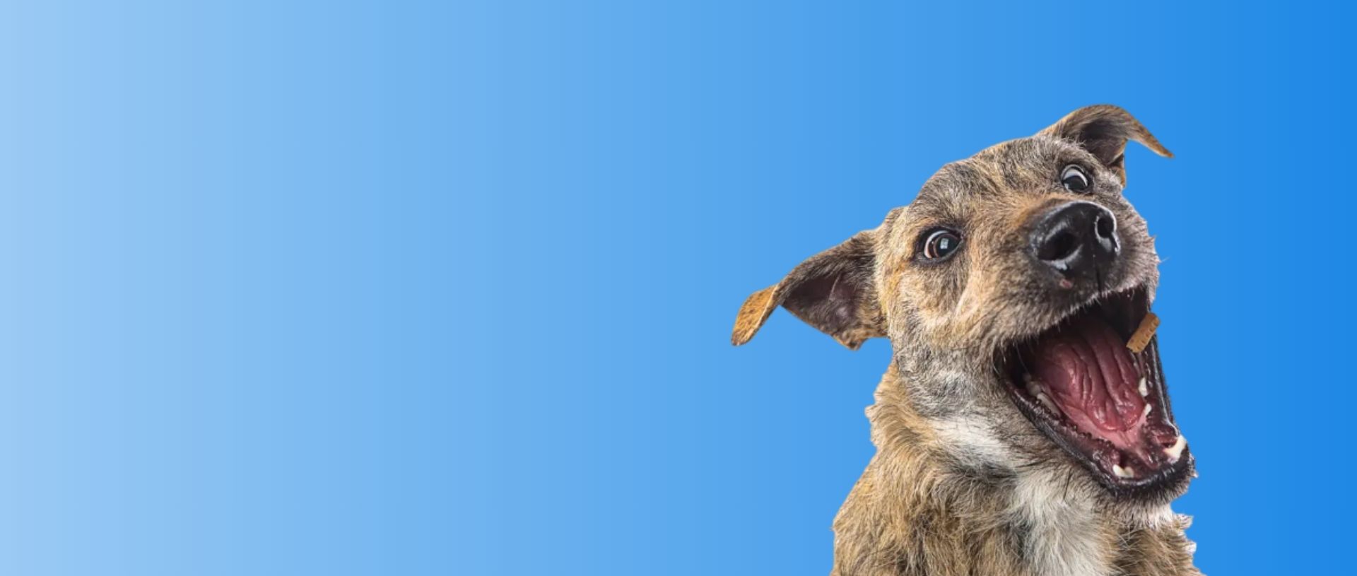 Slide-stylopets-alimento-perro