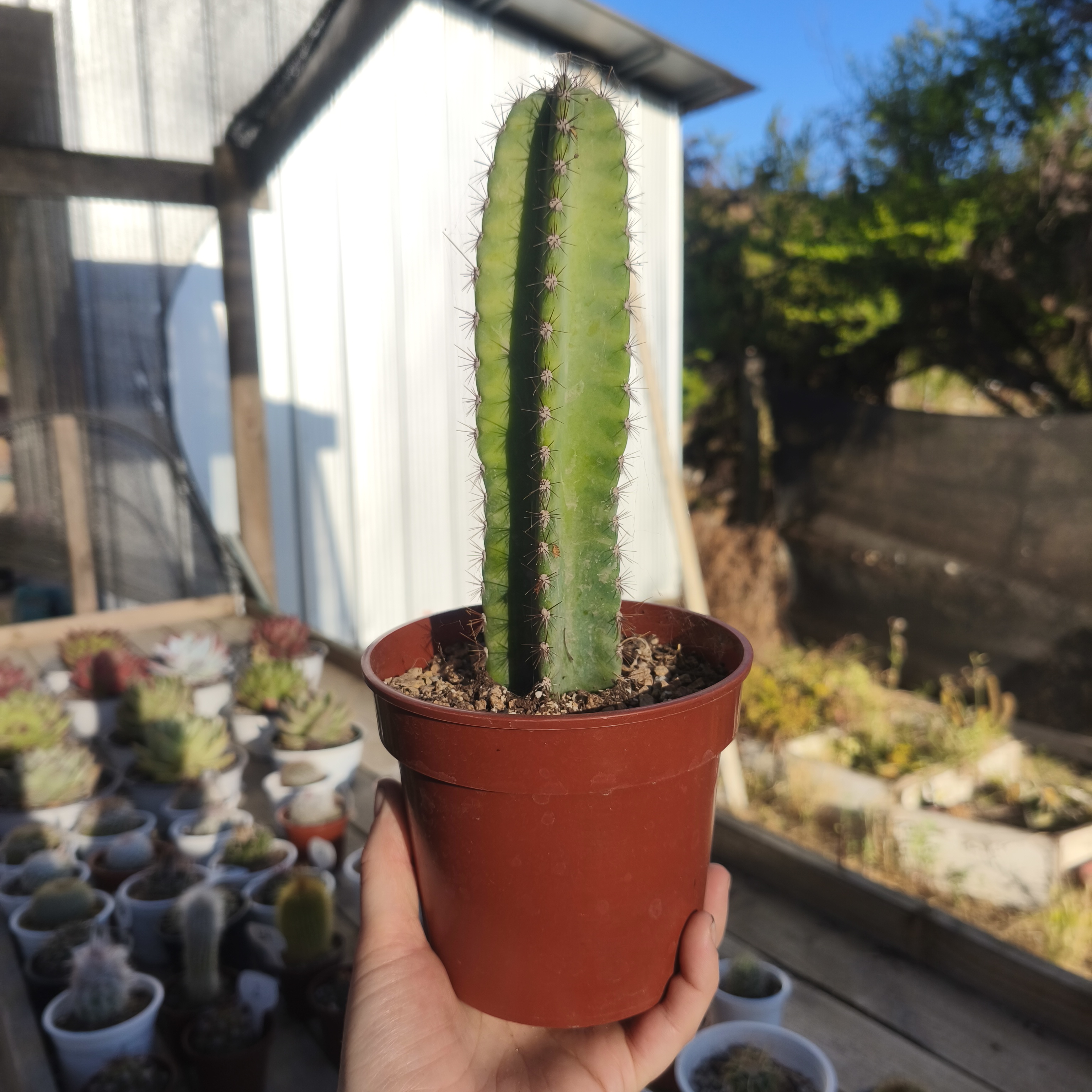 Cactus