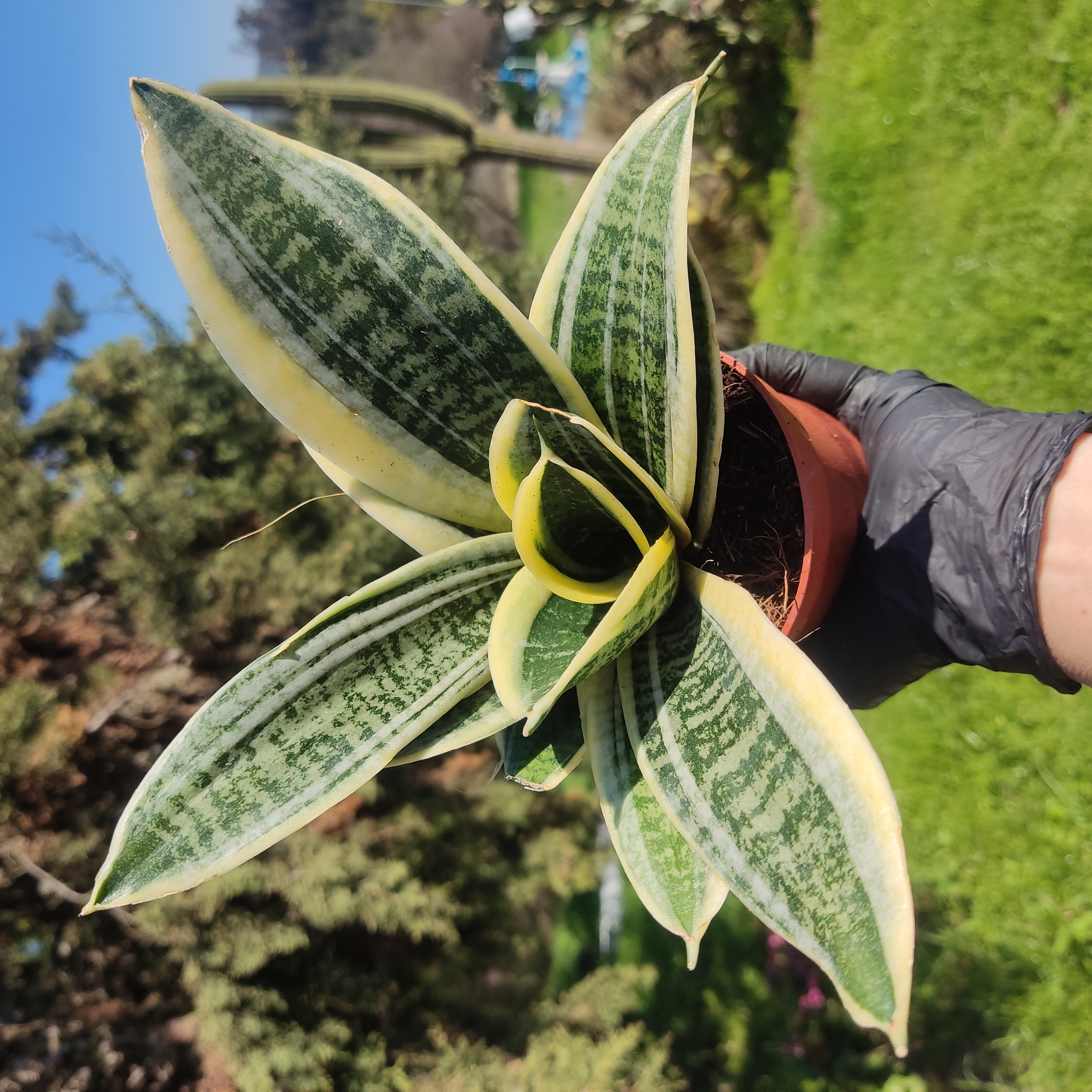 Sansevieria
