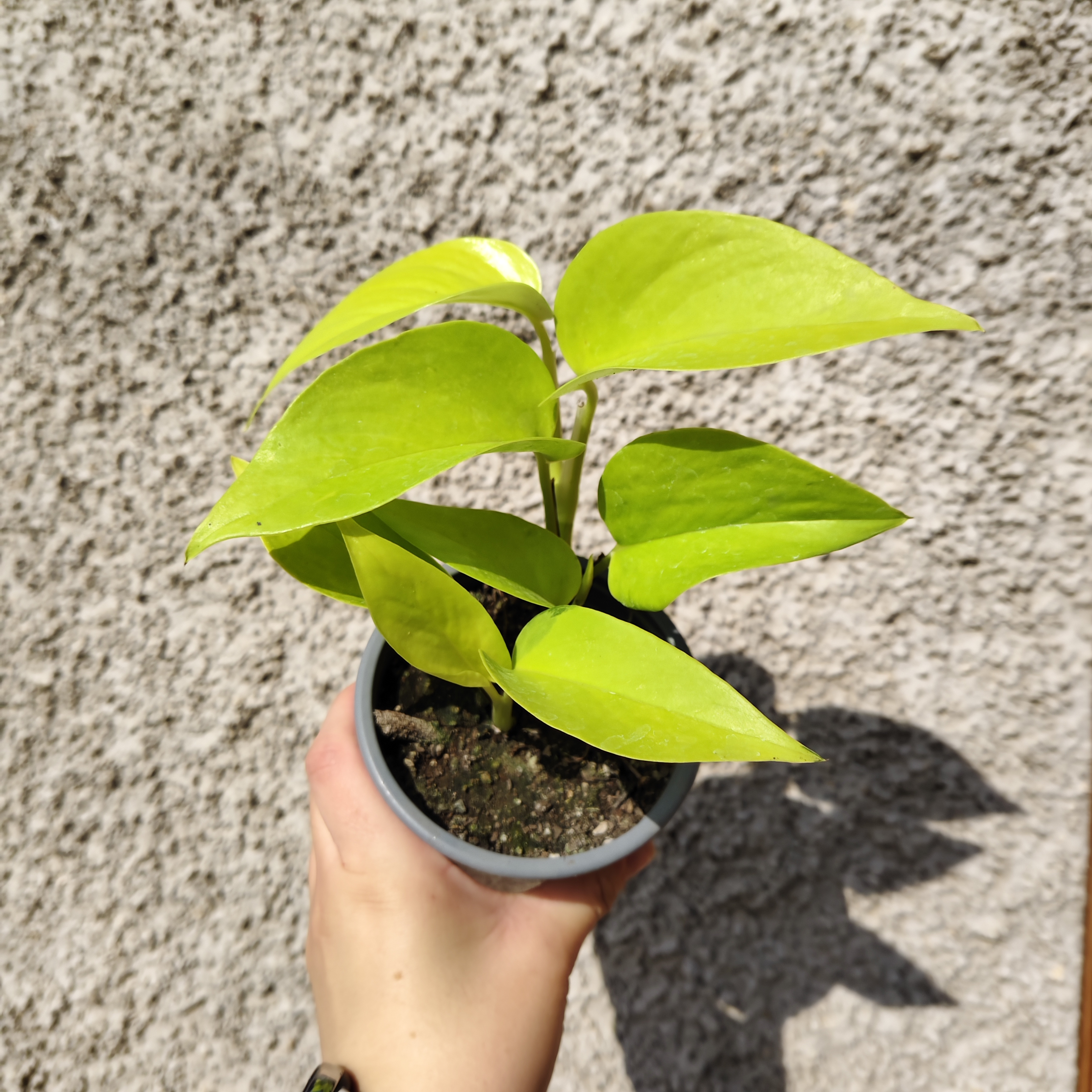 Plantas de Interior
