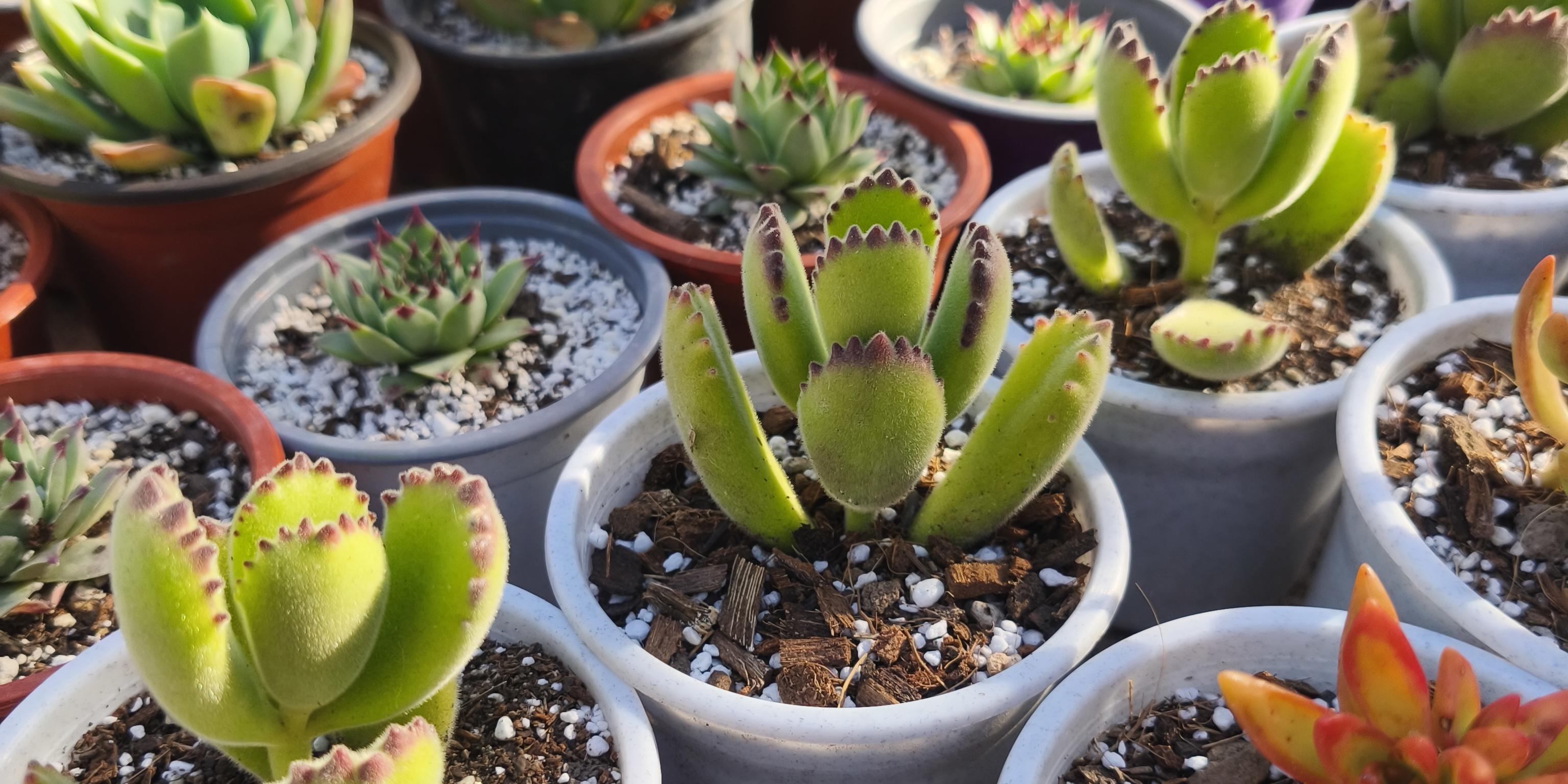 <b>Envios a todo Chile</b>