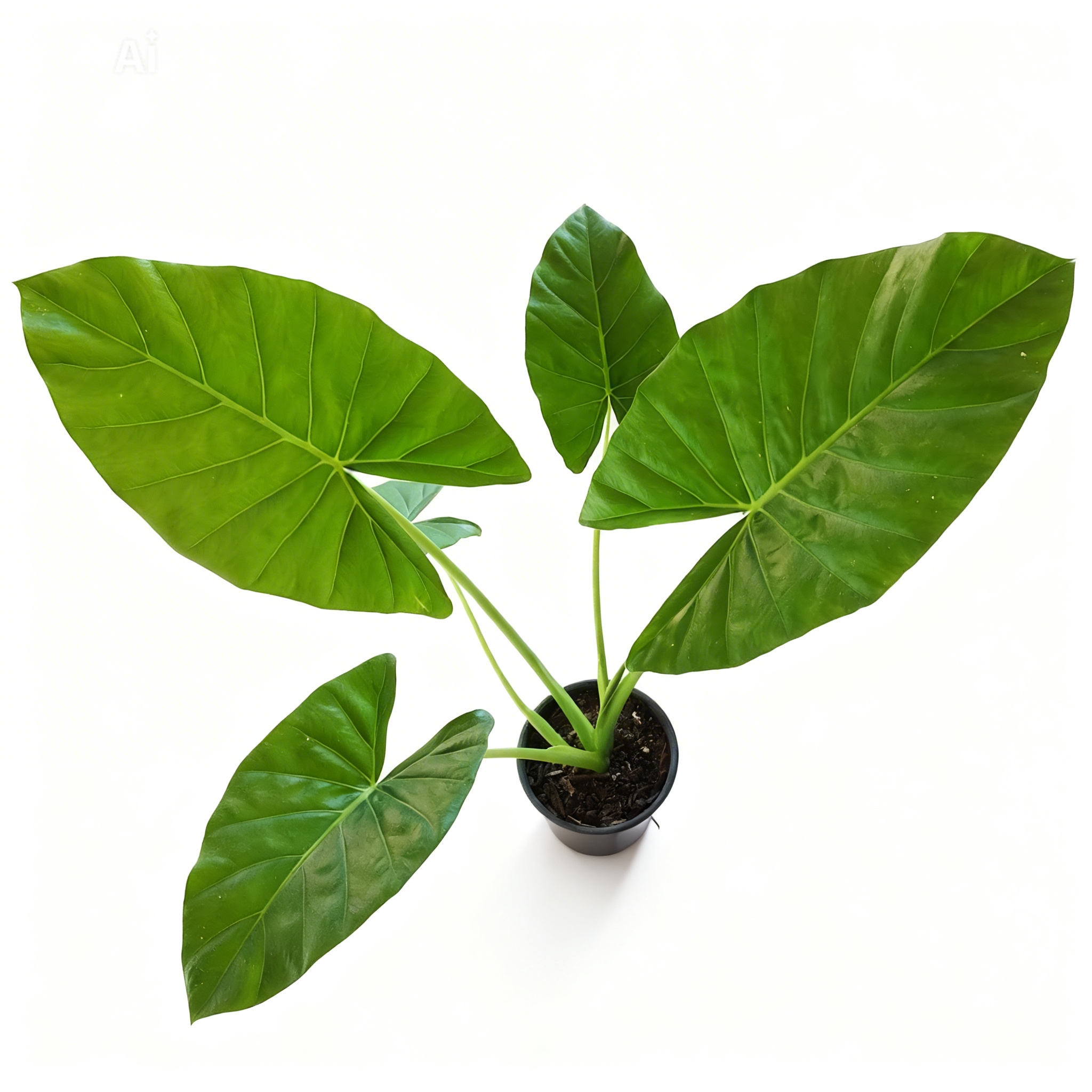 <b>Descubre lo nuevo para tu hogar, elegancia sin duda