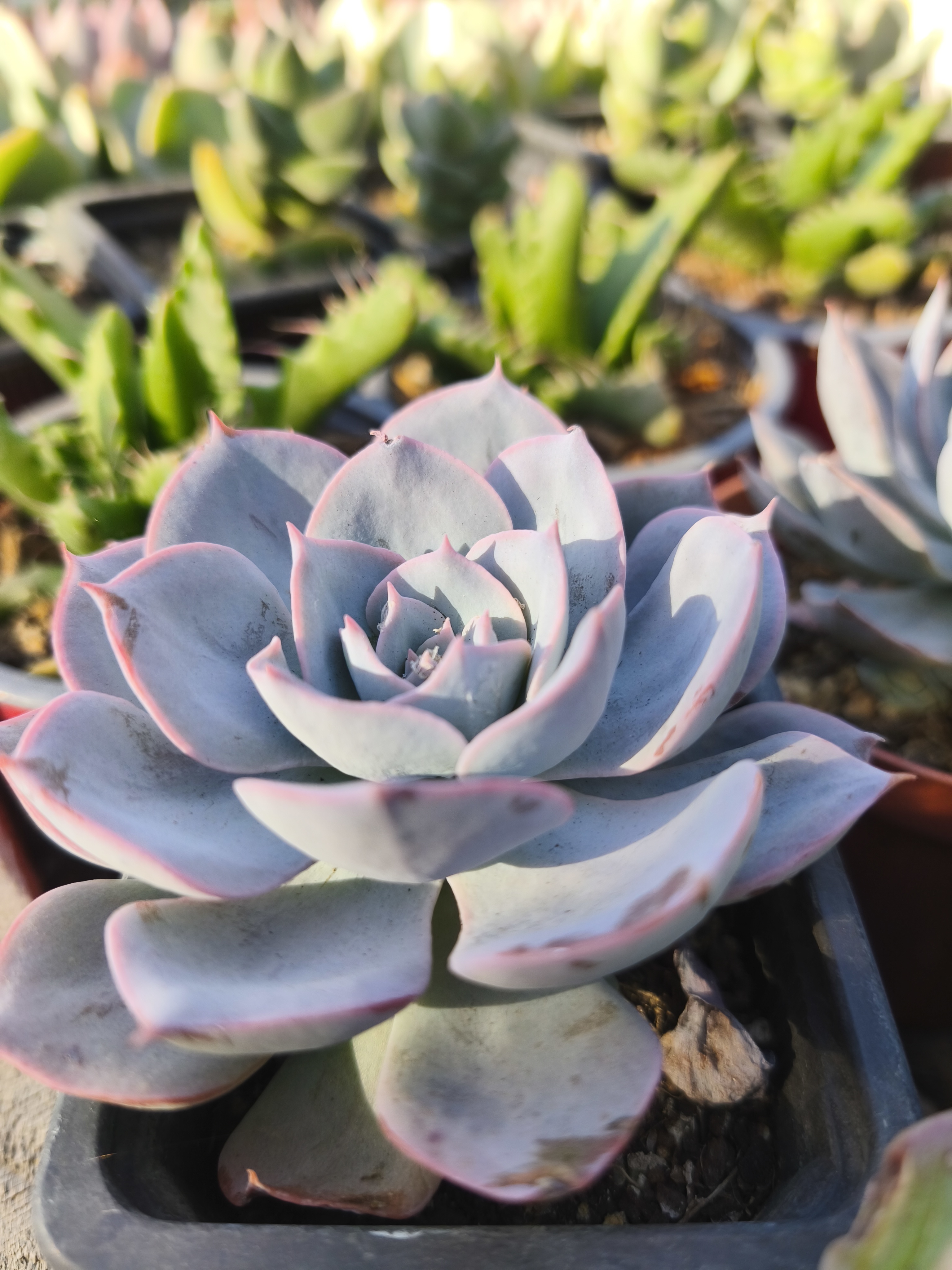 <b>BIENVENIDO A NUESTRO VIVERO</b>