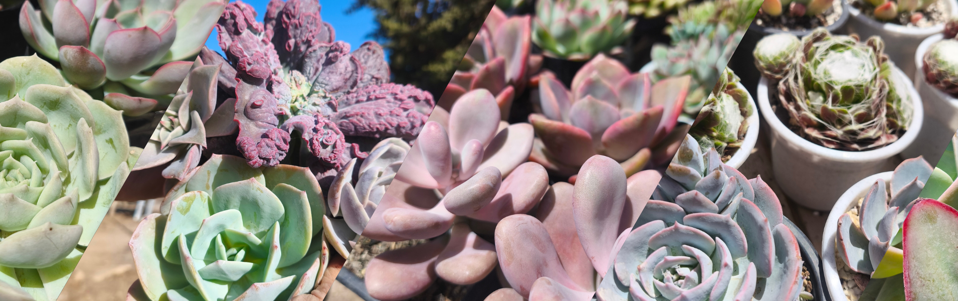 <b>Más de 100 suculentas disponibles</b>