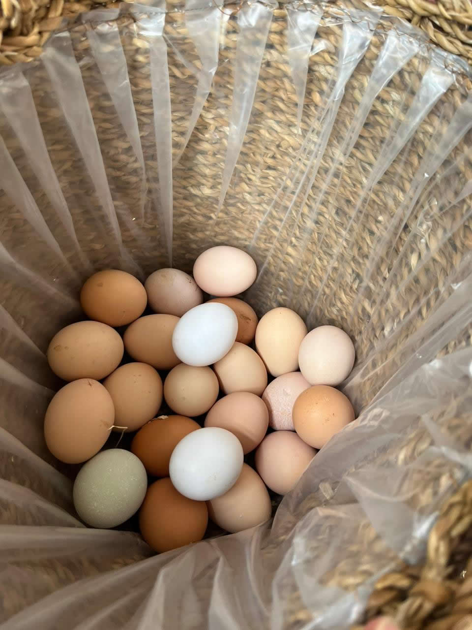 HUEVOS DE CAMPO