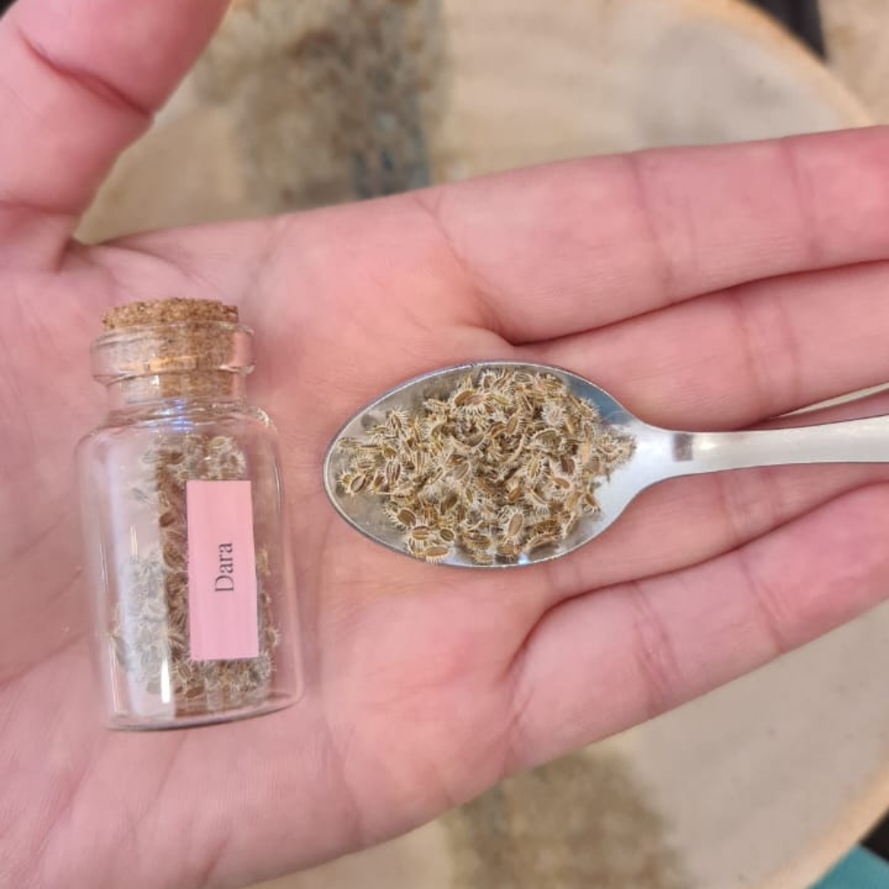 Las semillas y su siembra