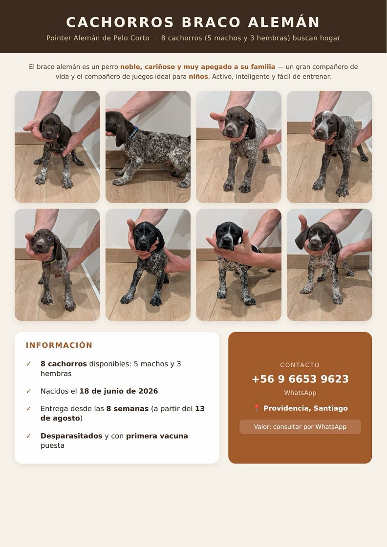 Cachorros