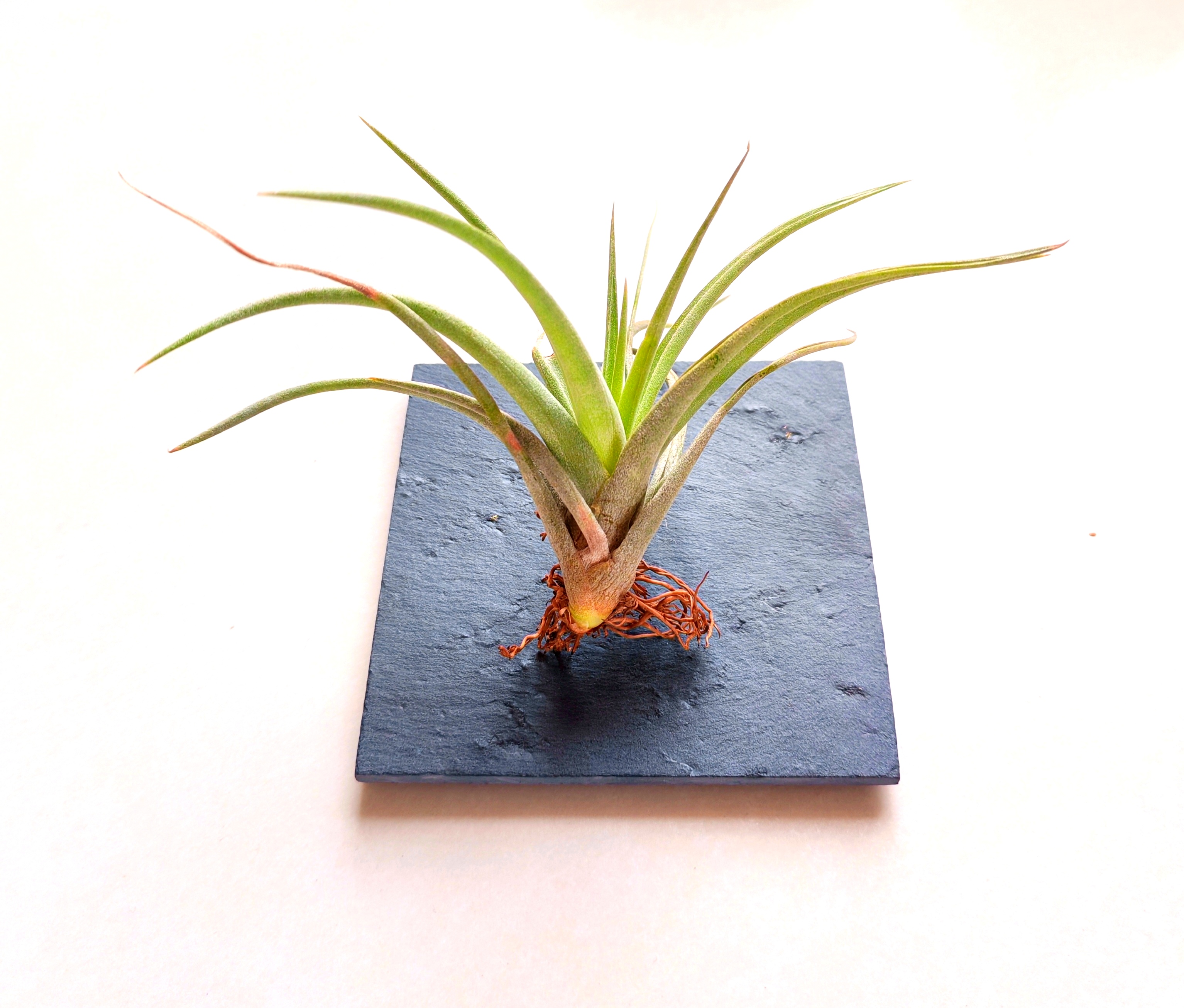 Air Plants – A Beleza Suspensa da Natureza