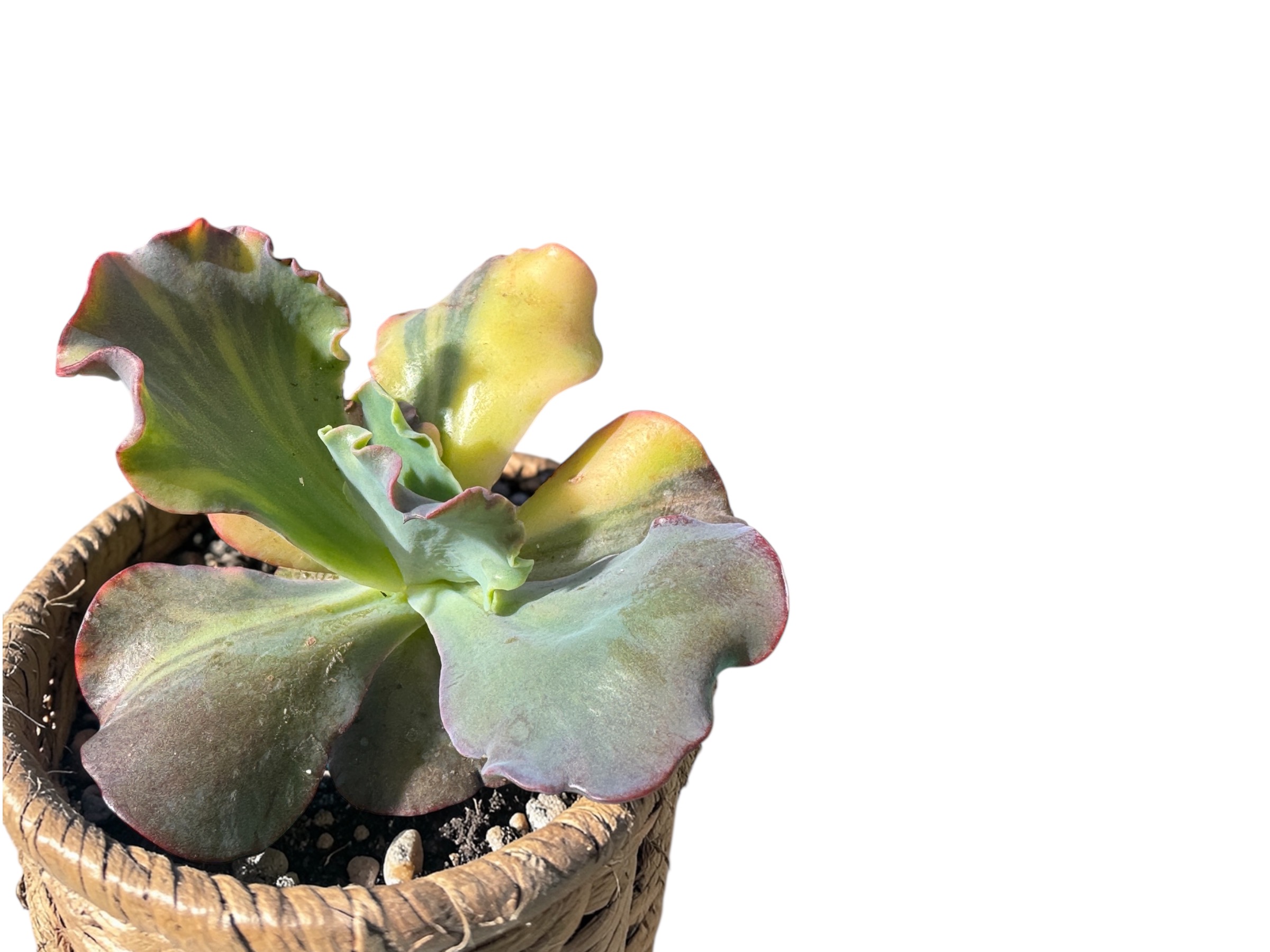 Suculentas de colección con raíces fuertes y cultivadas para vivir"<div>✔ Plantas sanas<br data-start="779" data-end="782">✔ Asesoria en el tiempo<br data-start="798" data-end="801">✔ Ejemplares seleccionados</div><h2 class="theme-section__title check-empty jve-editable" data-js-option="title" data-js-component="slide-57161" data-js-collapse-key="6d3d2bc1e9272" style="font-weight: 400; color: rgb(0, 0, 0); font-size: 32px; font-family: "Abril Fatface", sans-serif; letter-spacing: normal; text-transform: none; outline: grey solid 0.3px;"><div style="color: rgb(0, 0, 0); font-family: "Abril Fatface", sans-serif;"><div style="color: rgb(0, 0, 0); font-family: "Abril Fatface", sans-serif;">✔ Envios a todo Chile</div><div style="color: rgb(0, 0, 0); font-family: "Abril Fatface", sans-serif;"><br style="color: rgb(0, 0, 0); font-family: "Abril Fatface", sans-serif;"></div></div></h2><div><span style="color: rgb(0, 0, 0); font-family: "Abril Fatface", sans-serif; font-weight: 400;">"</span></div>