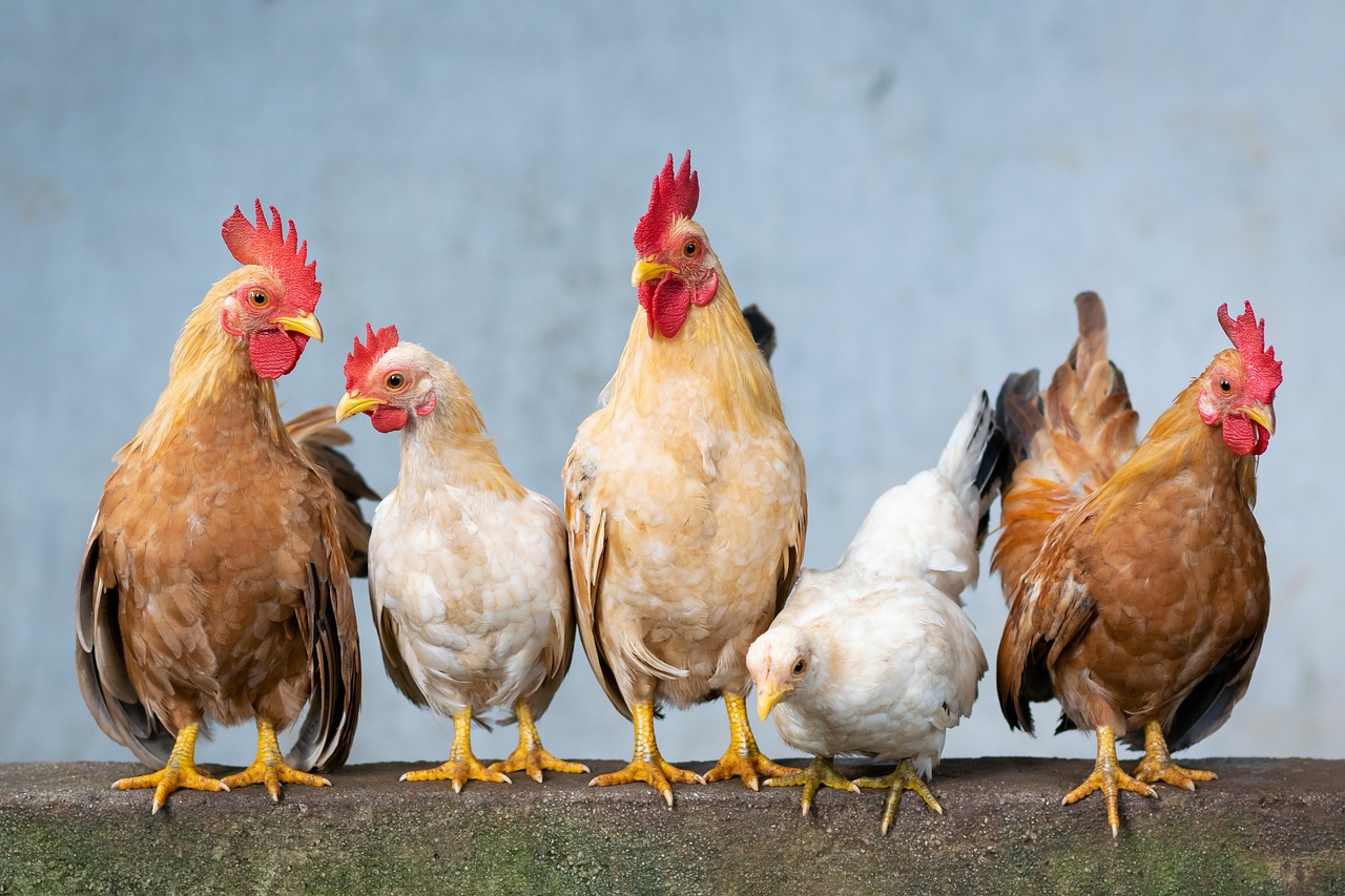 Pollo criollo