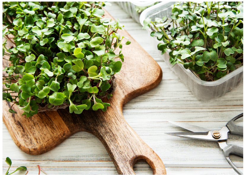 Microgreens, brotes y germinados