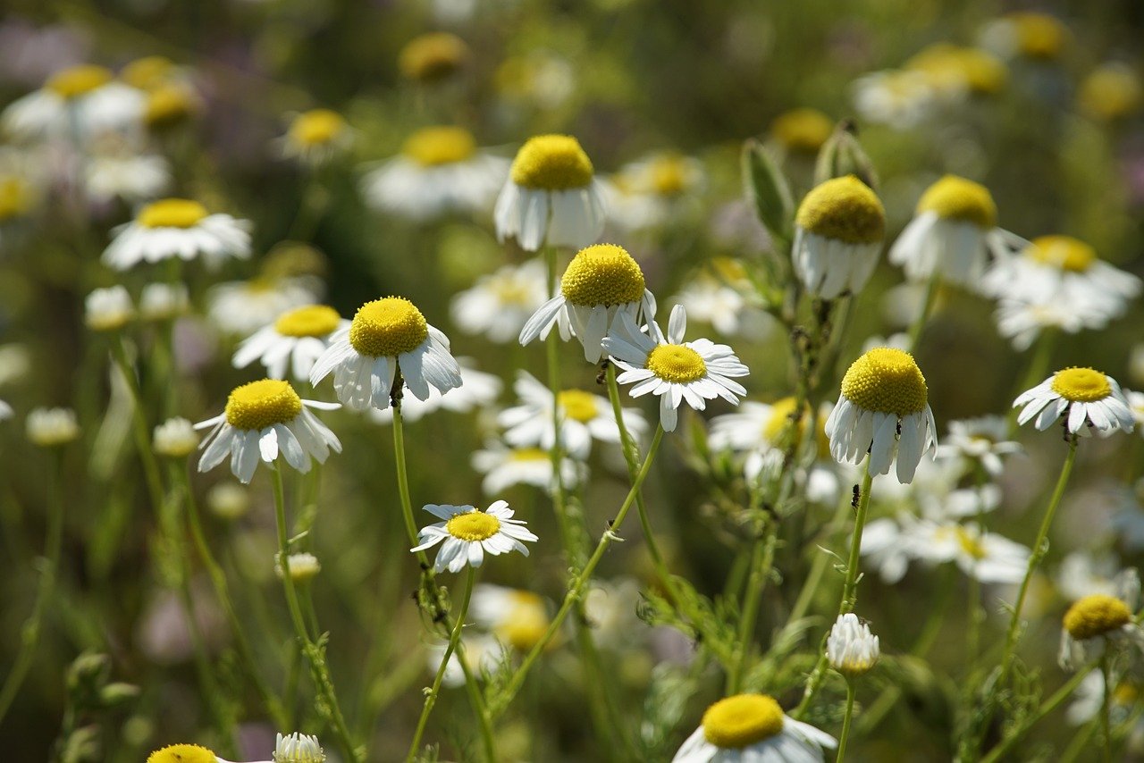 Aromáticas y hierbas orgánicas