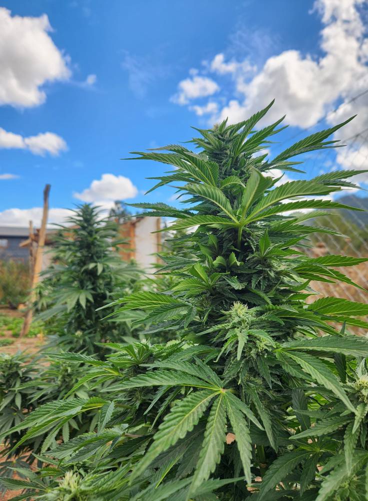 Cannanbis Medicinal