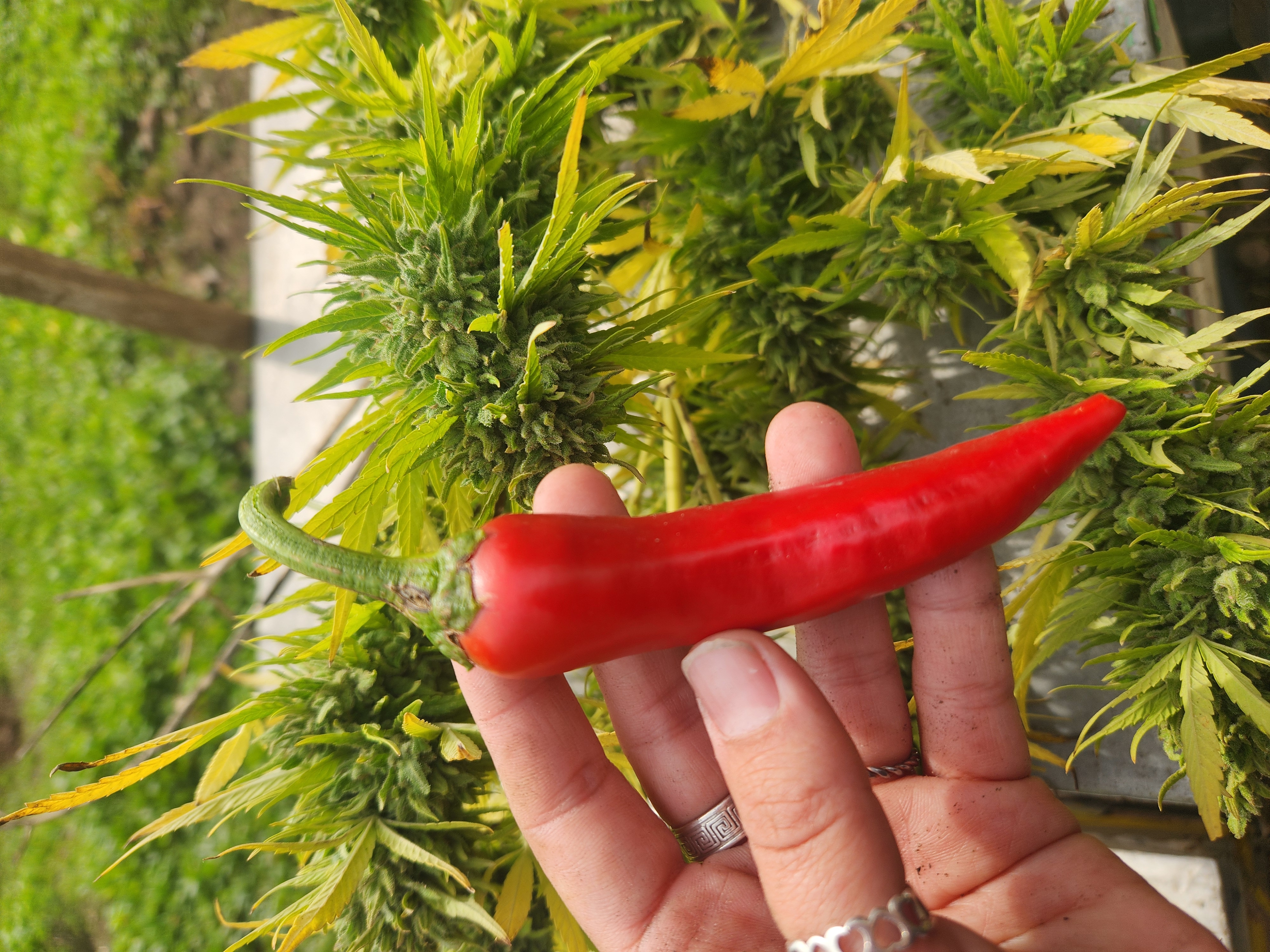 Cannabis Medicinal
