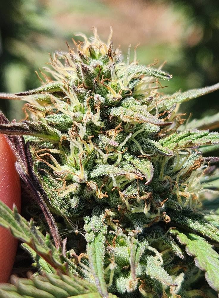 ~ Cannabis Medicinal