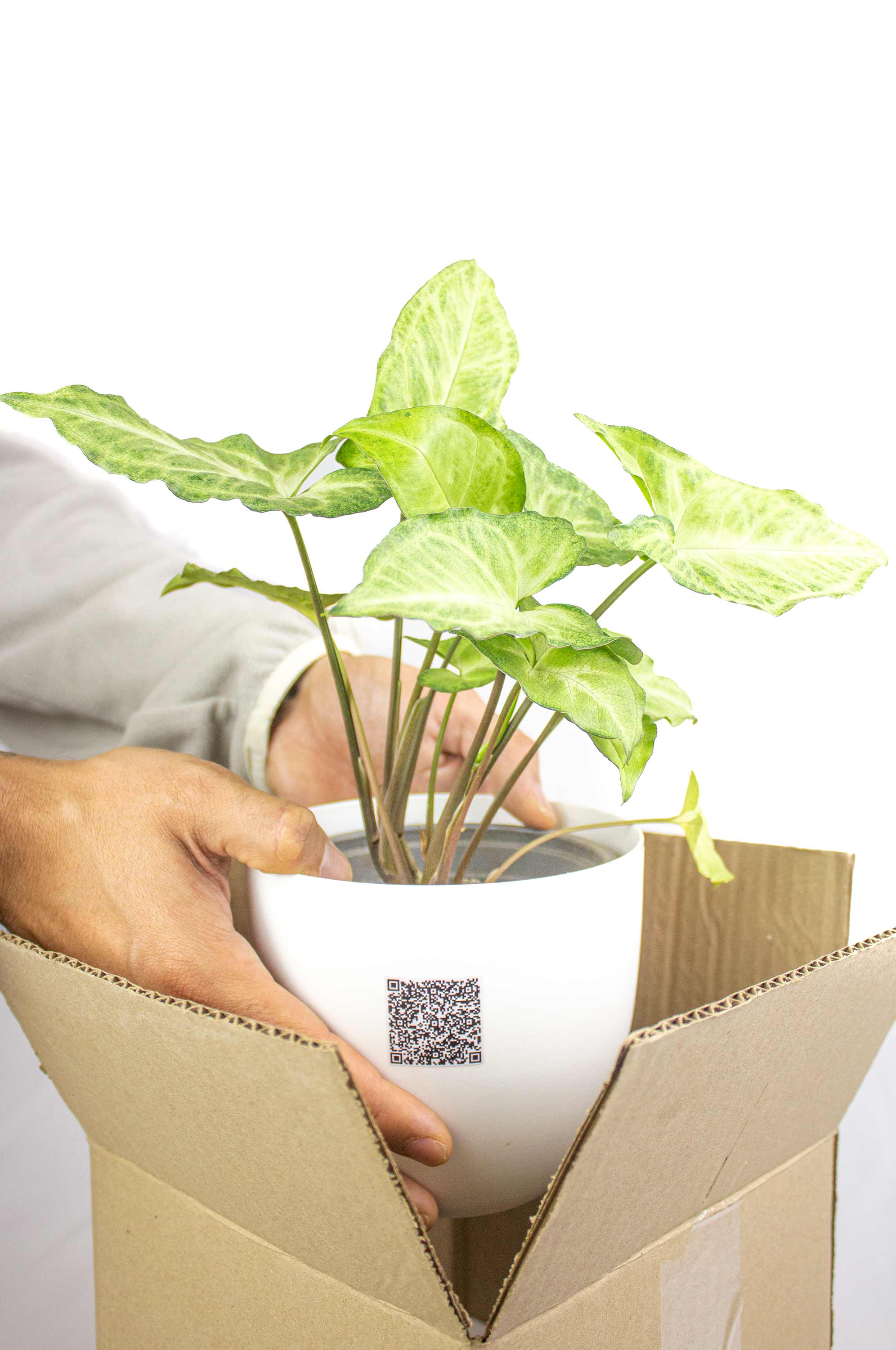 Plantas de Interior + guia de cuidado.