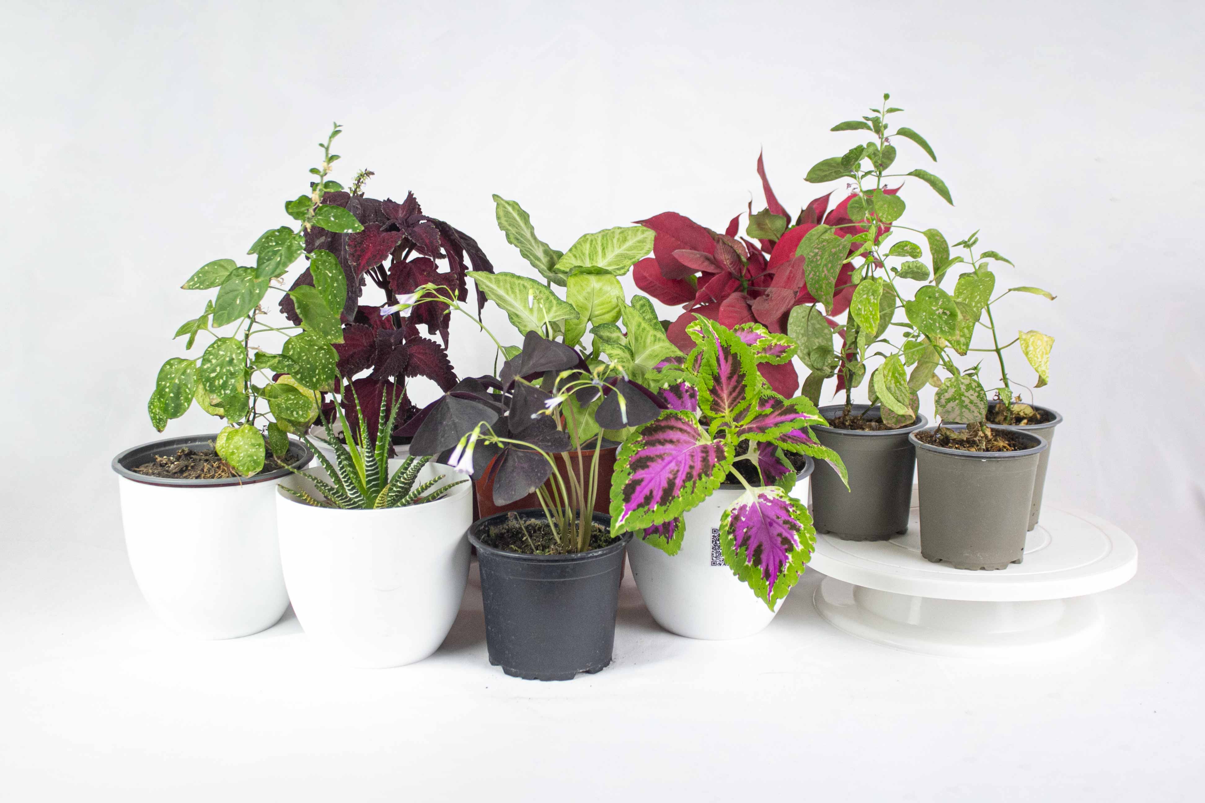 Plantas Seleccionadas
