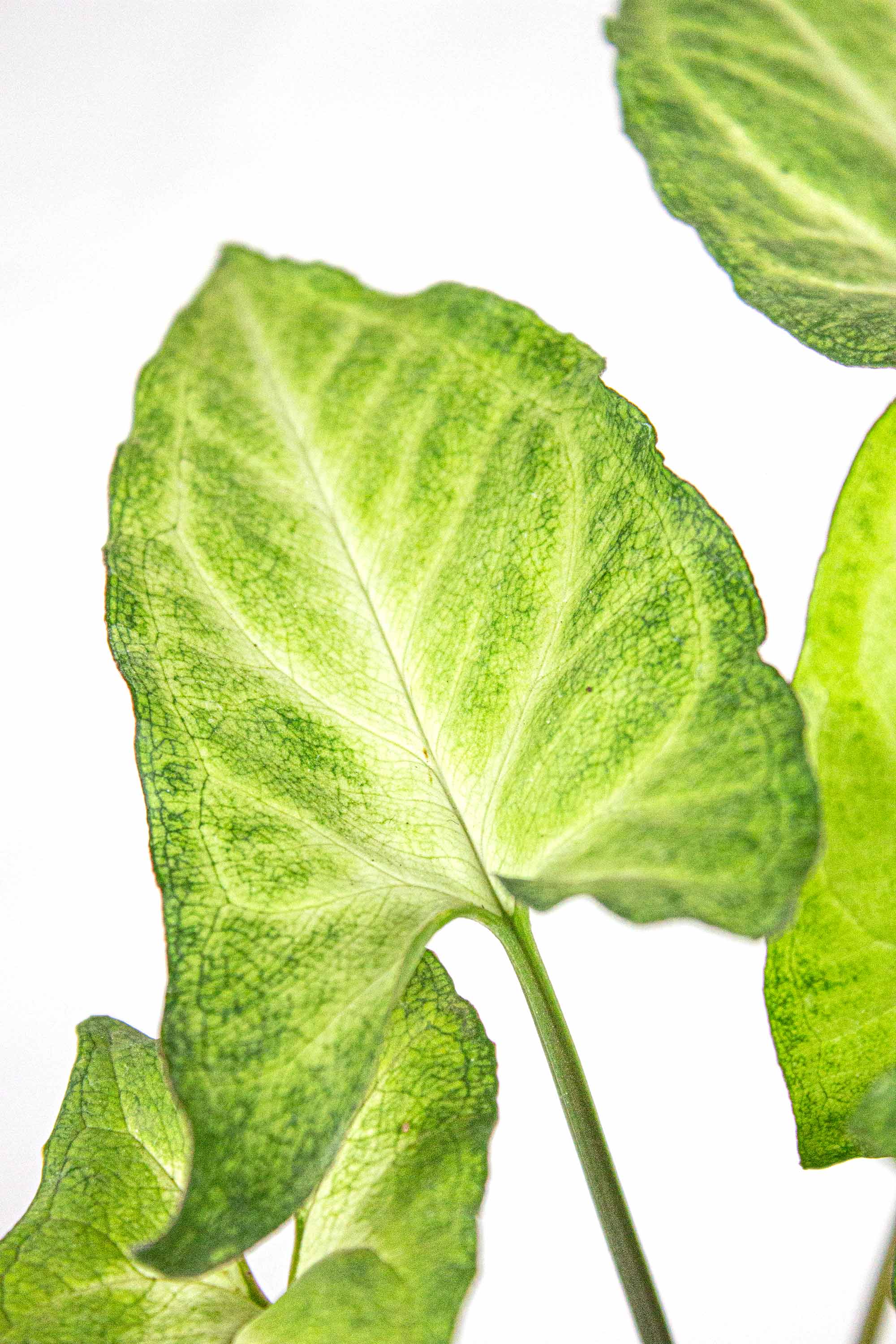 Plantas que llegan perfectas, o te la reponemos.
