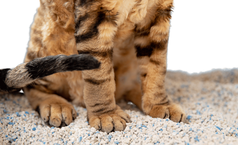 <b>Arenas Sanitarias</b>