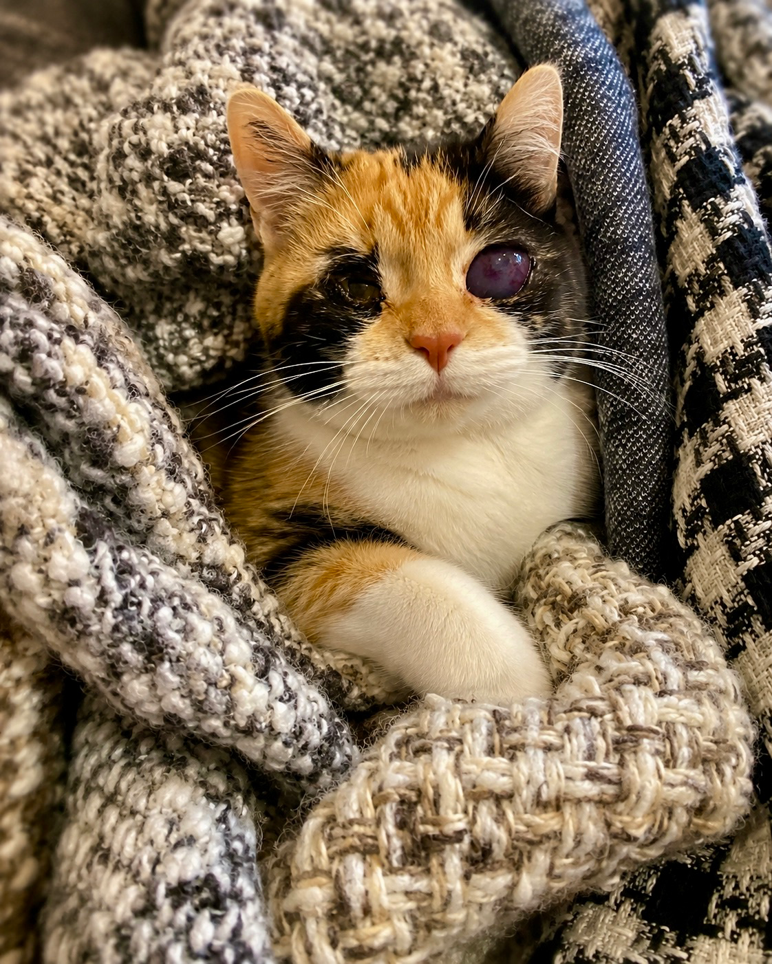 Tophy, la gata detrás de la tienda<div><br></div>