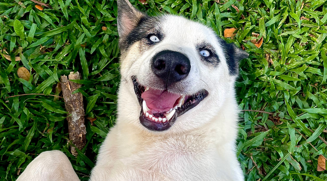 Bienvenido a Vet-Moji<br>