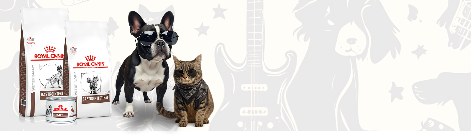 Cuidados de RockStar<br>
para tu mejor amigo(a)<br>