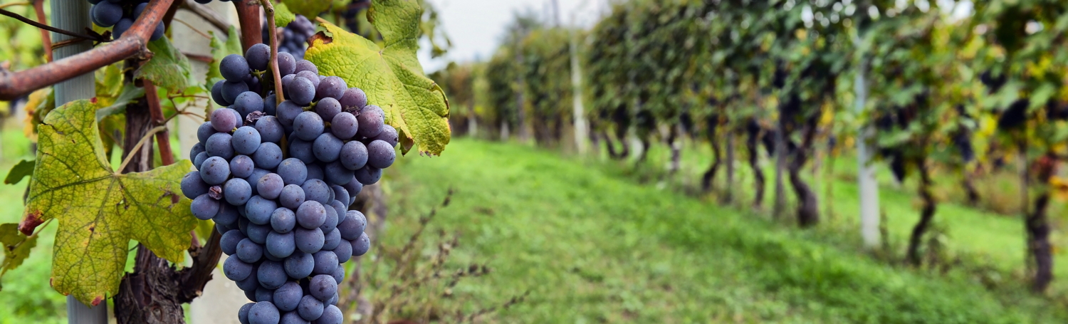 Bienvenidos a nuestra tienda