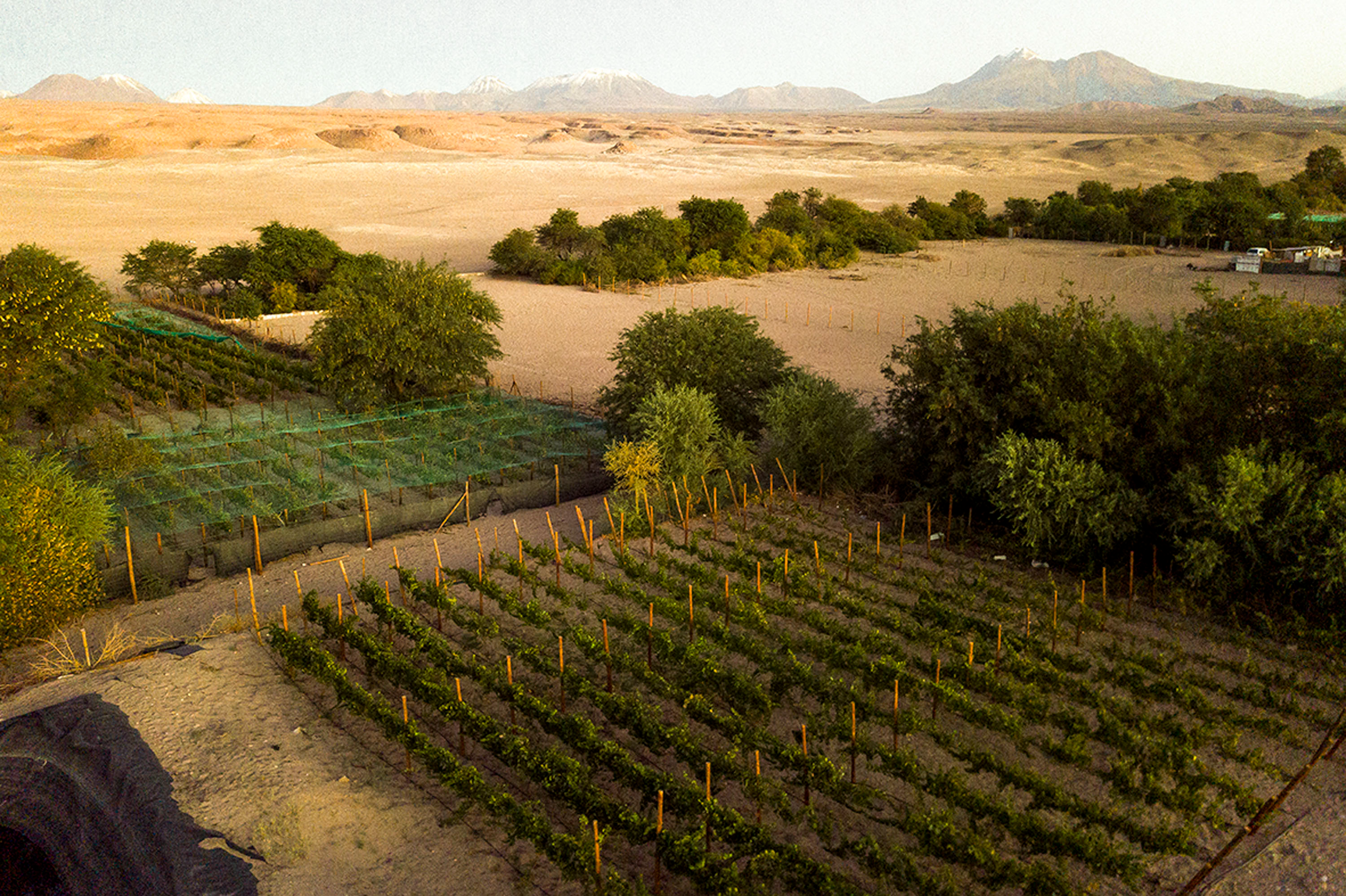 DESCUBRE EL SABOR DEL DESIERTO