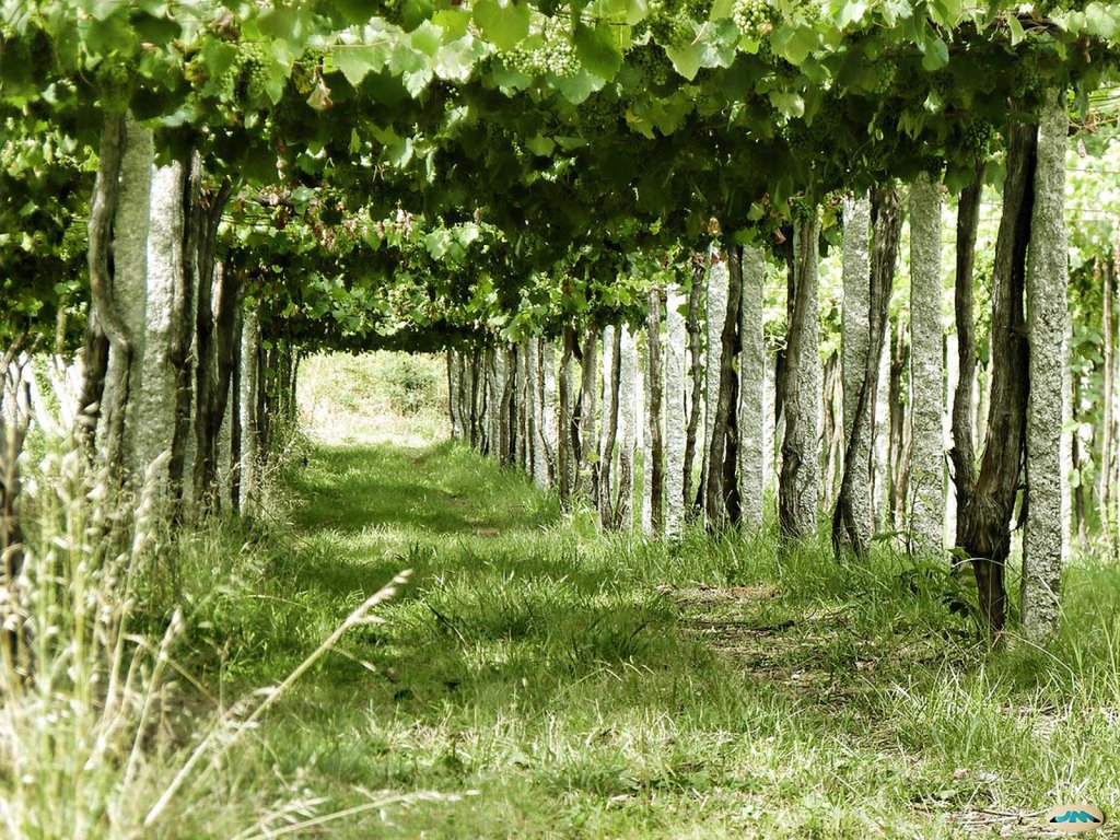 Vinos de todos los gustos para cada ocasión