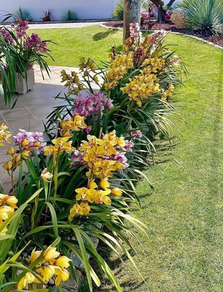 Cymbidium amarelas e rosa em flor num jardim, compradas sem flor