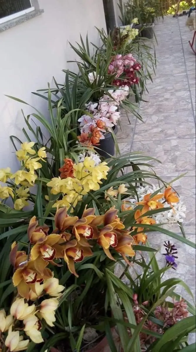 Cymbidium de várias cores em flor junto a uma casa, compradas sem flor