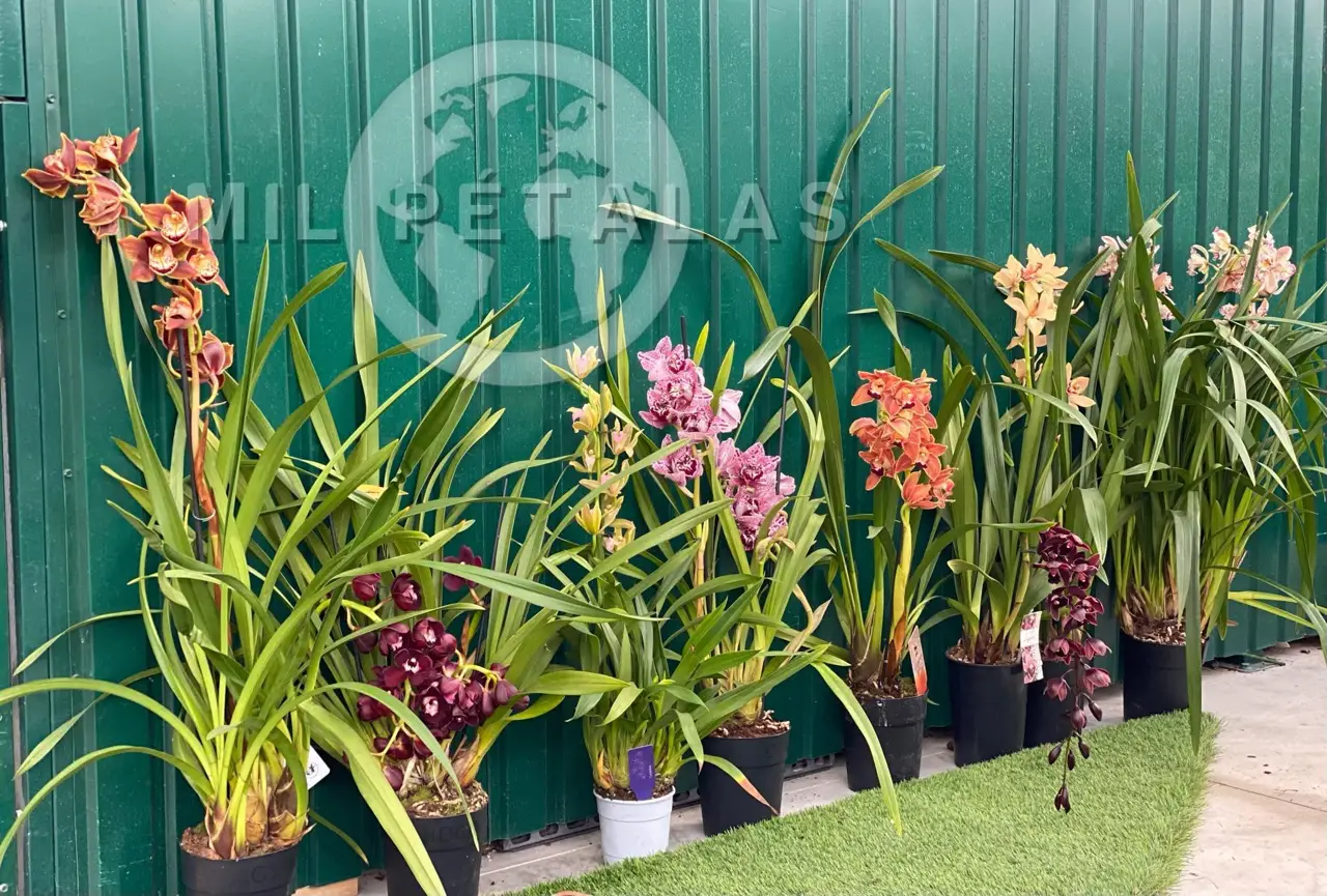 Orquídeas Cymbidium Premium em flor no viveiro