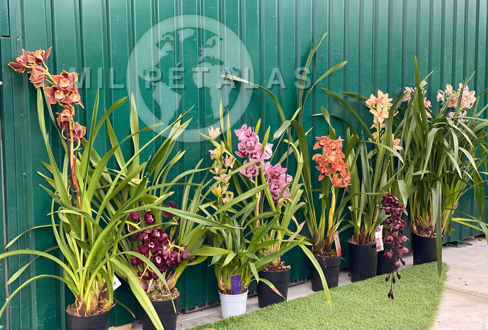 “Especialistas em Cymbidiuns Selecionados"