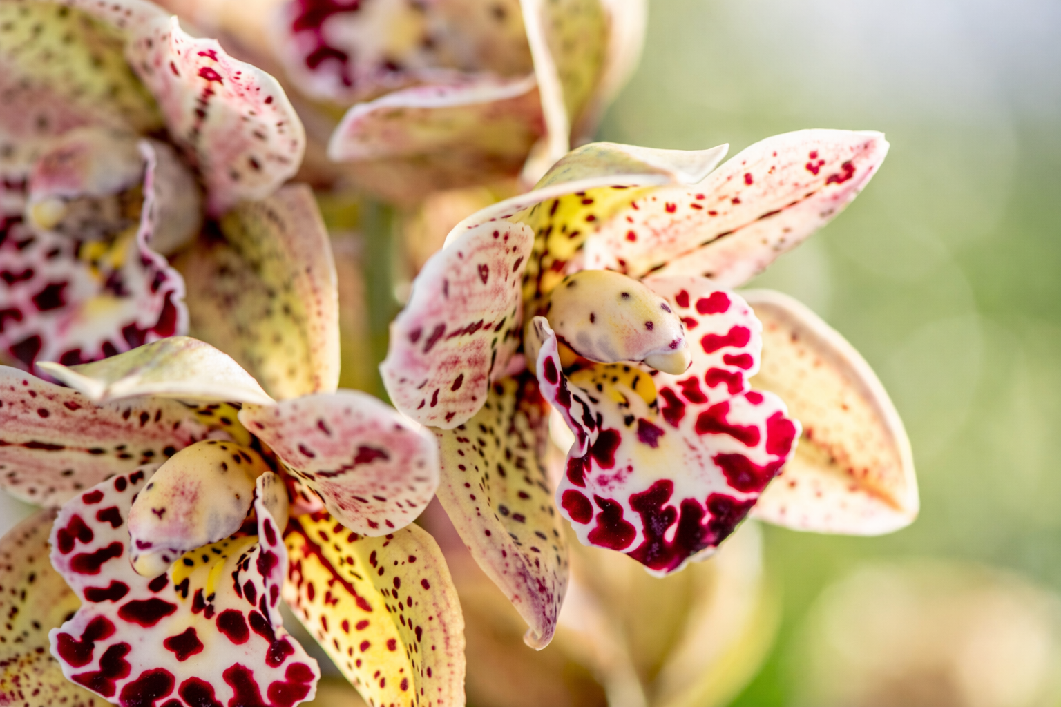 Viveiros Mil Pétalas — Orquídeas Cymbidium e Plantas