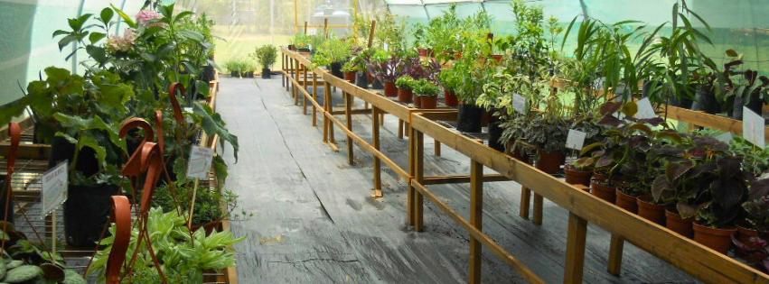 Plantas de interior y exterior