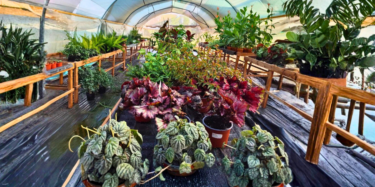 Plantas de interior y exterior