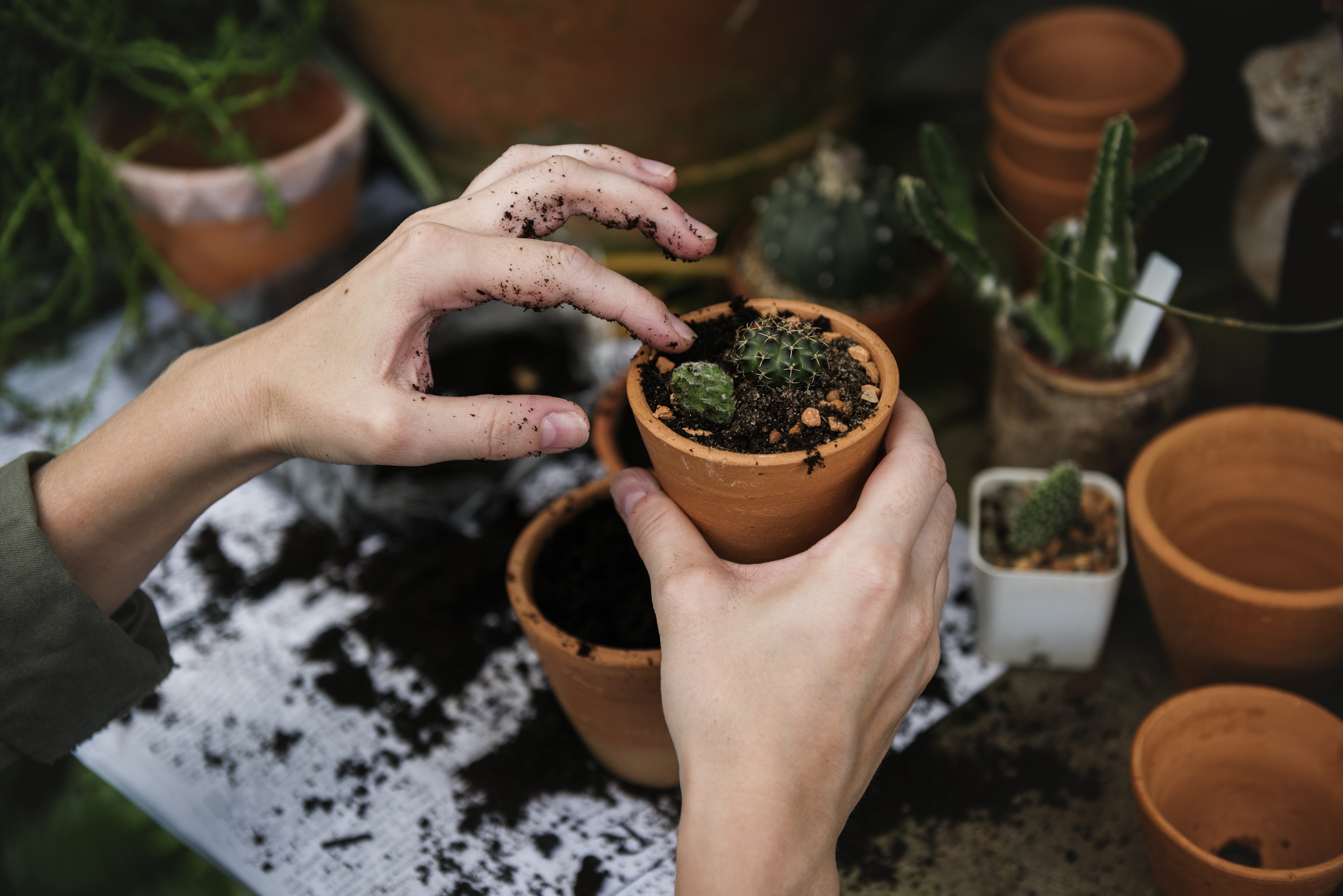 Variedad en árboles y plantas