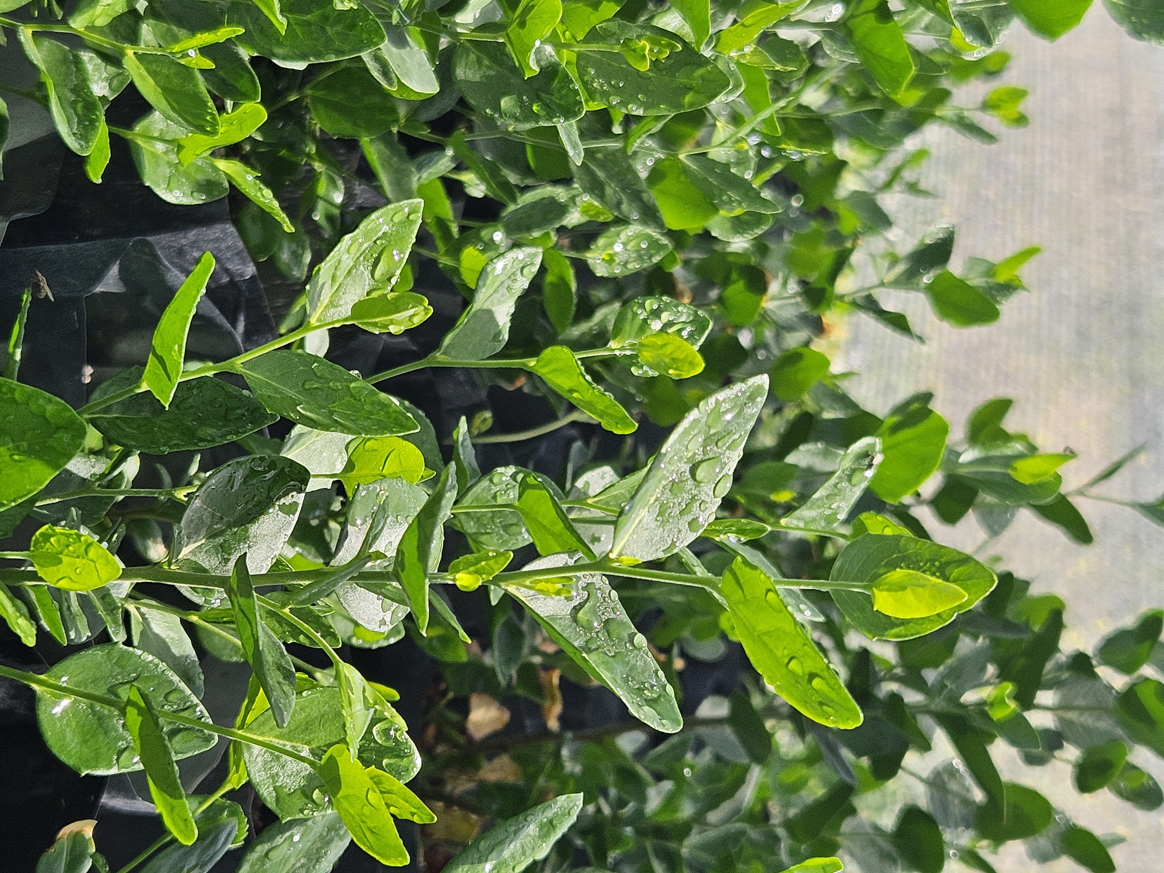 QUILLAY Y FLORA NATIVA PARA TRANSFORMAR TU ESPACIO!