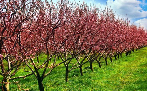 No compres a ciegas te digo exactamente qué plantar y por qué