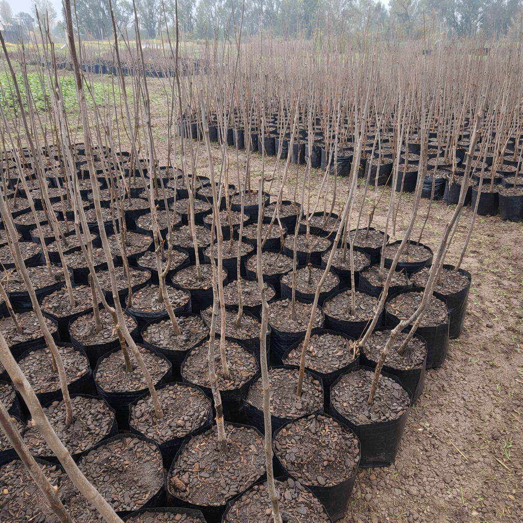 Seleccionamos los mejores ejemplares para ti antes de que se agoten